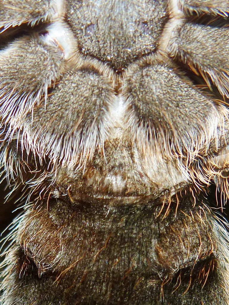 /img/17731-rose-hair-tarantula-healthy.webp