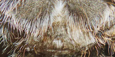 /img/17731-rose-hair-tarantula-healthy.webp