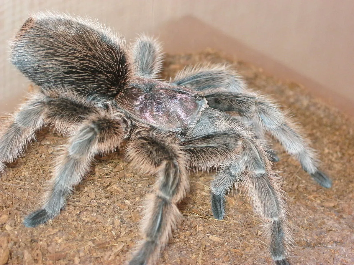 17731 rose hair tarantula water dish