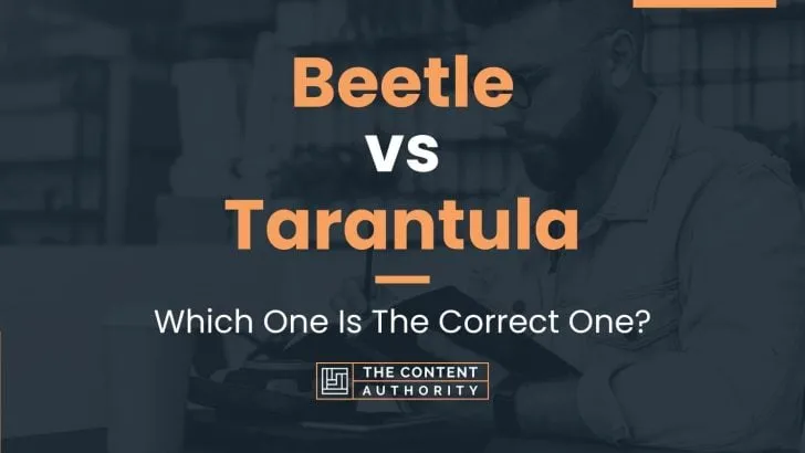 17732 tarantula anatomy