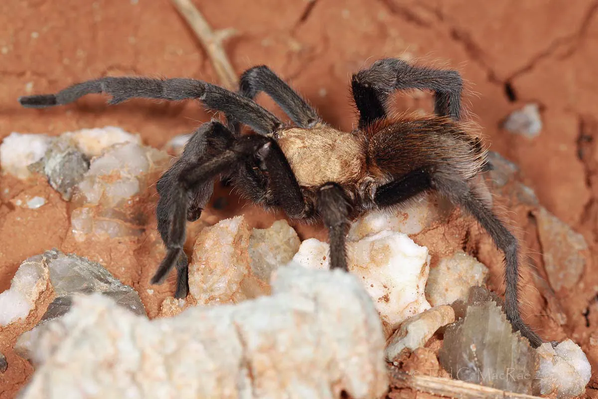 17732 tarantula feeding