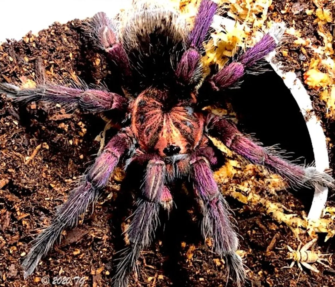 17734 healthy tarantula