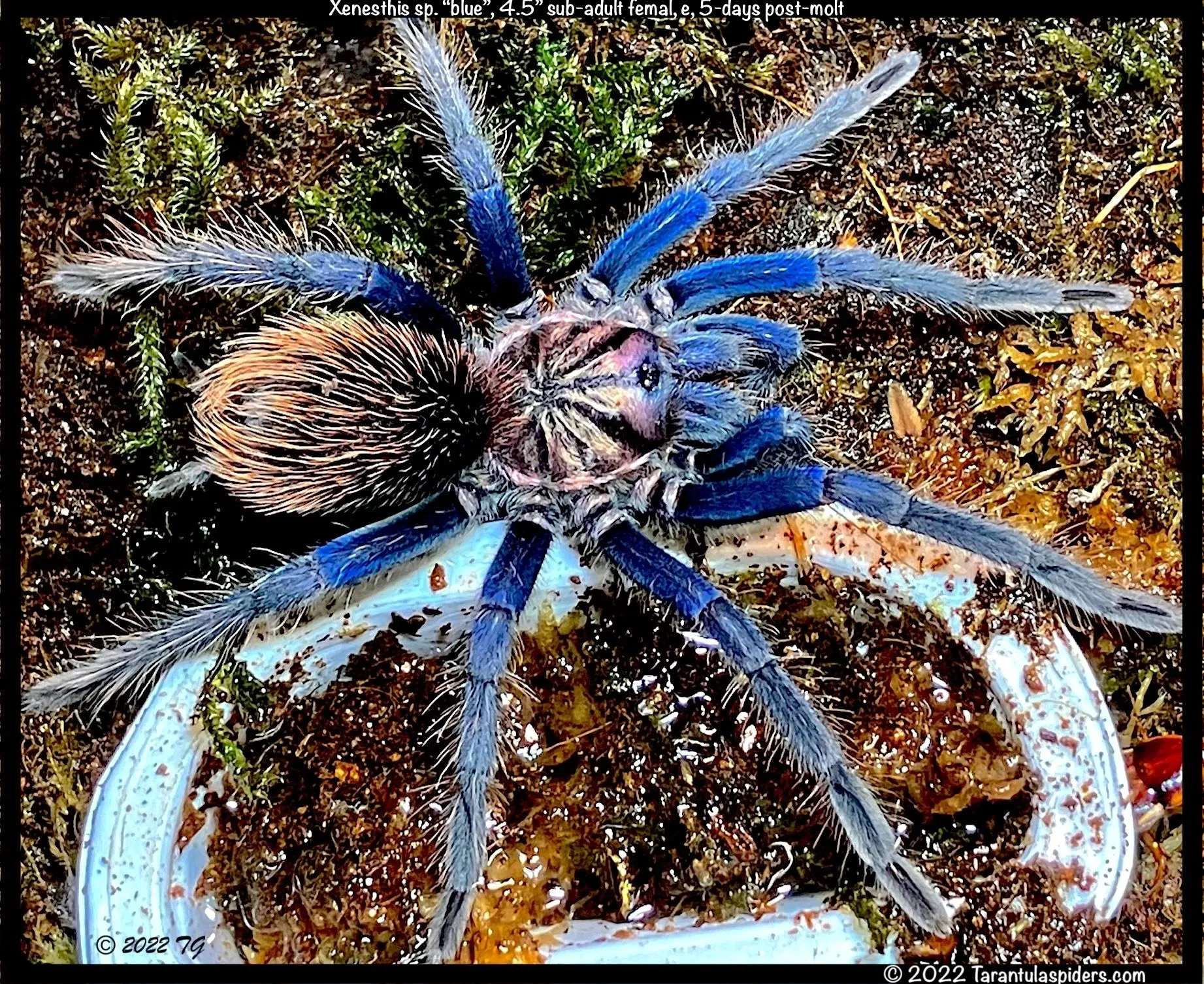 17734 tarantula enclosure