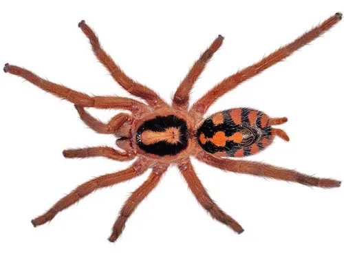 17734 tarantula handling