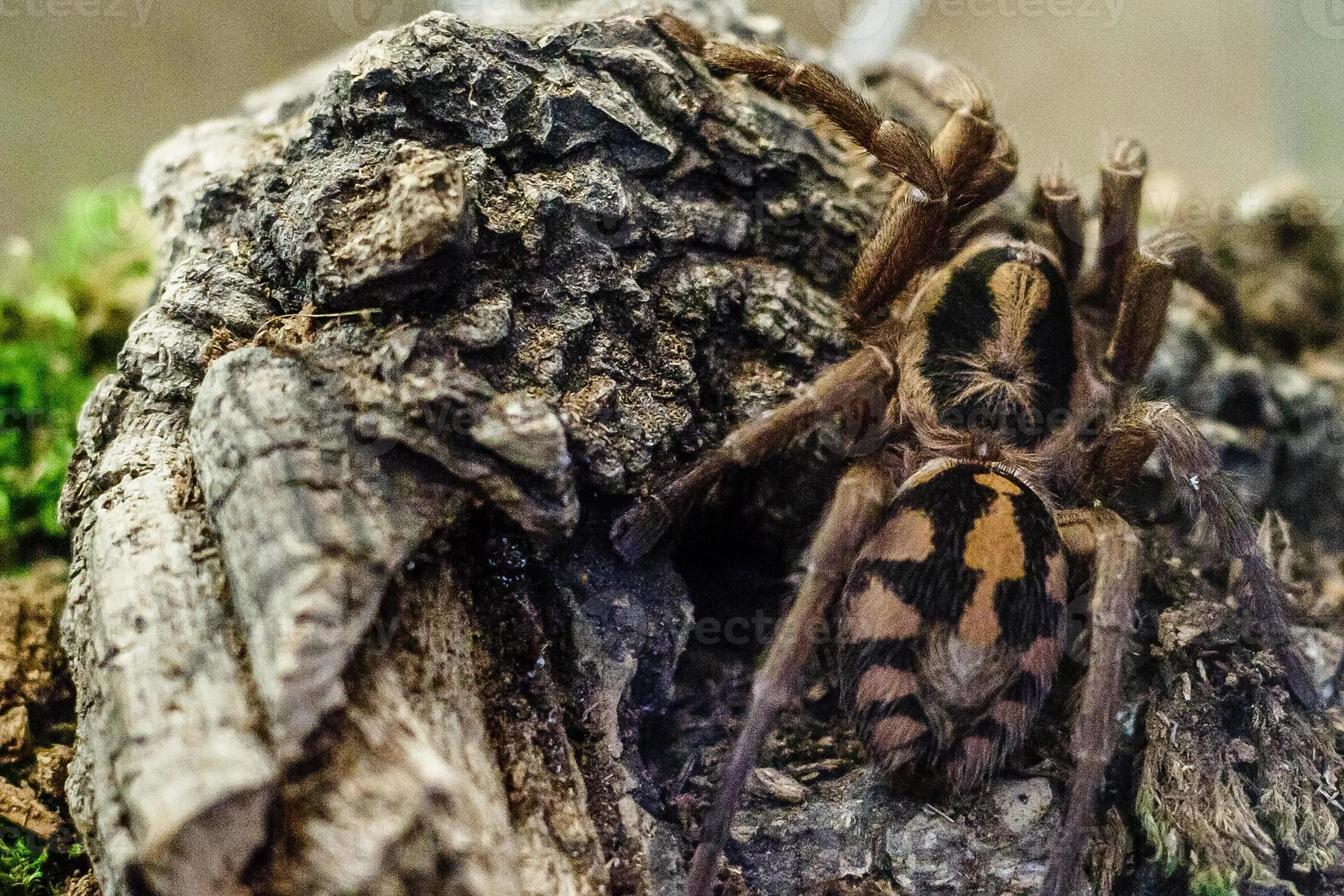 17734 tarantula pet store