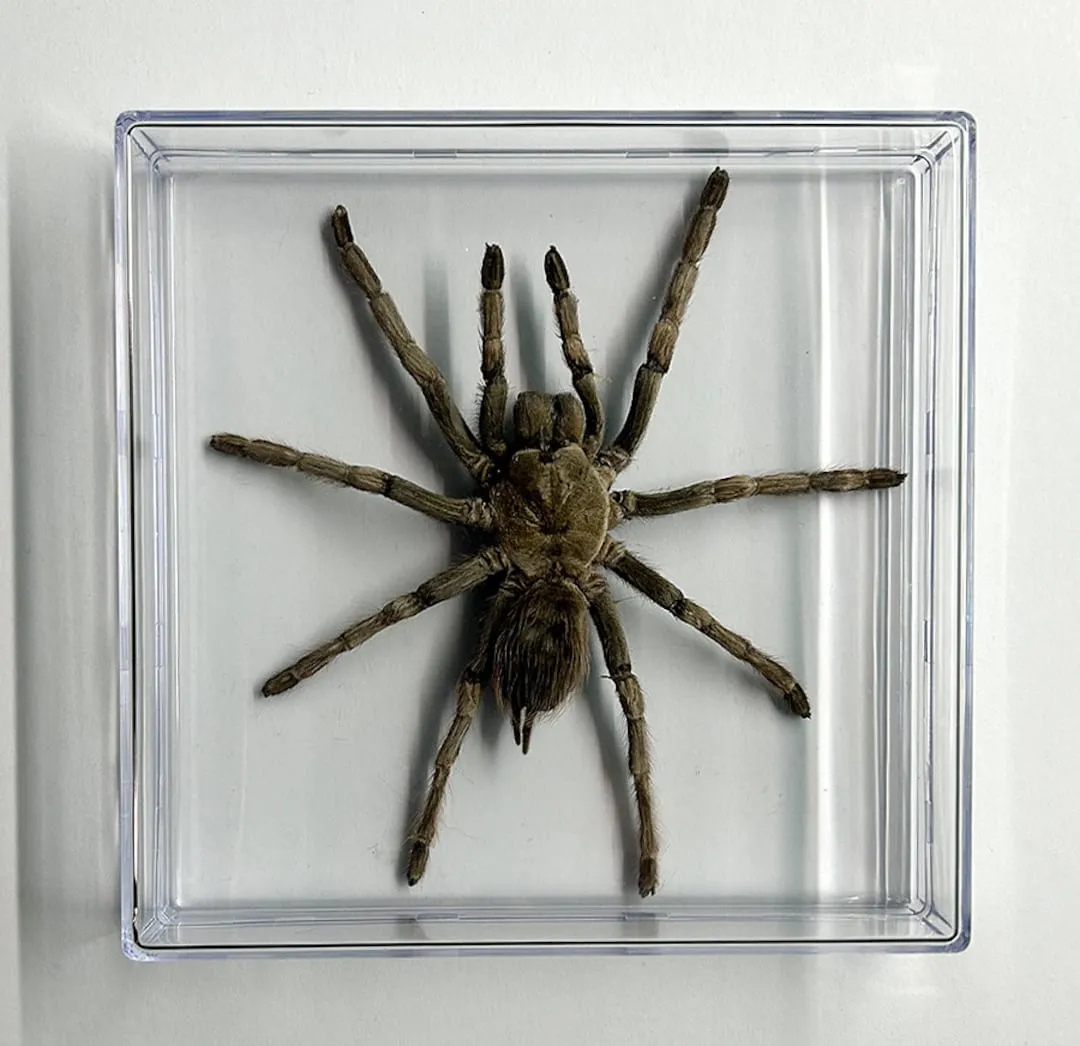 /img/17734-tarantula-species.webp