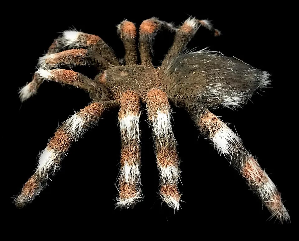 17734 tarantula spider sale