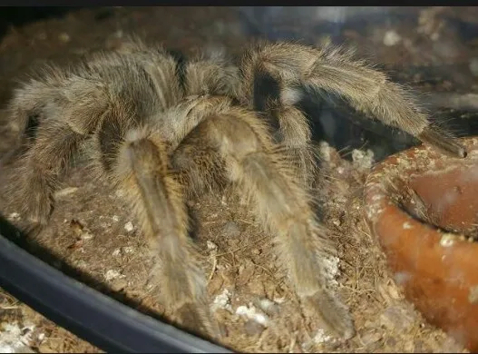 17736 porteri tarantula eggsac