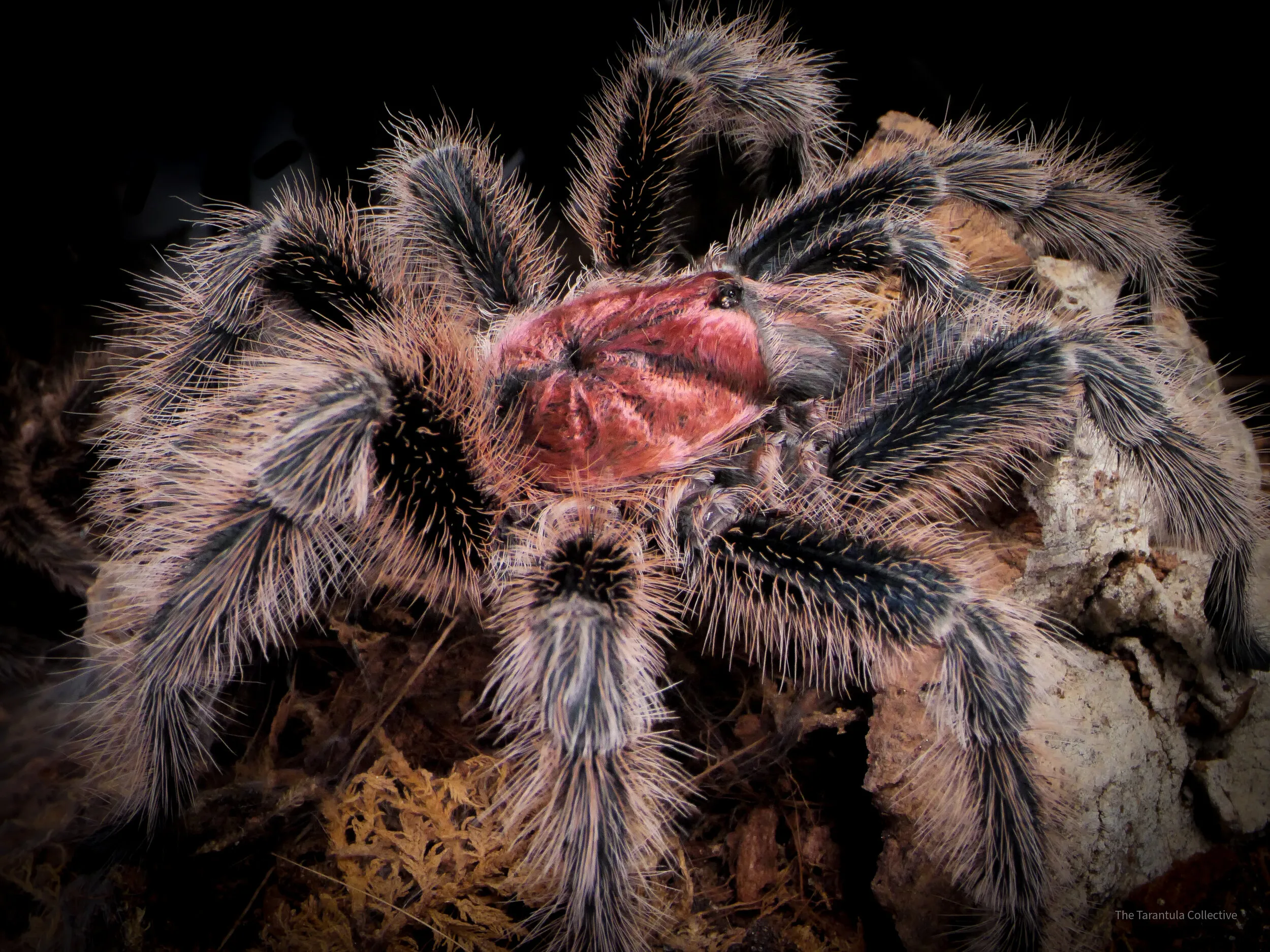 17736 porteri tarantula feeding