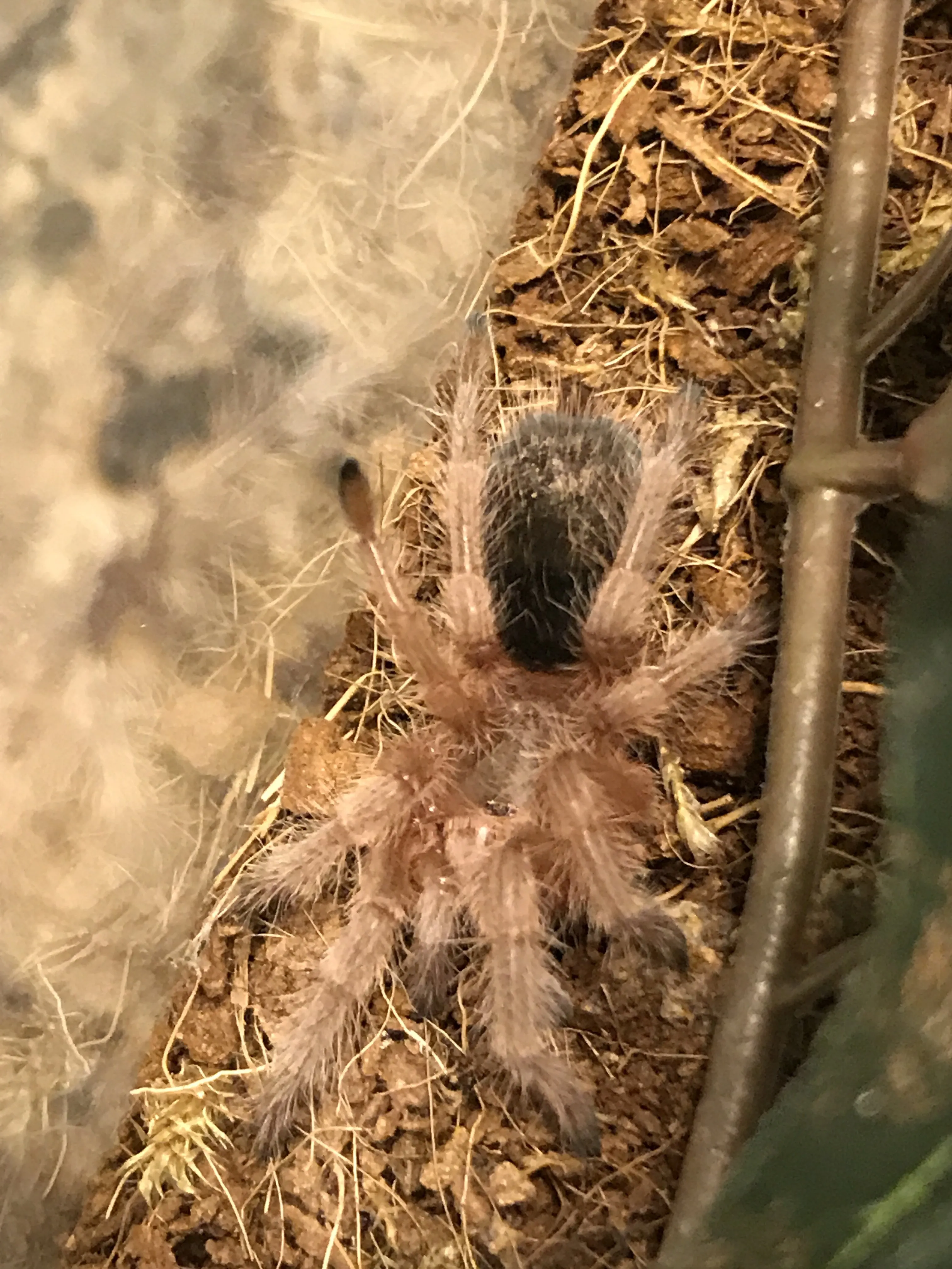 /img/17736-porteri-tarantula-handling.webp