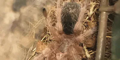 /img/17736-porteri-tarantula-handling.webp