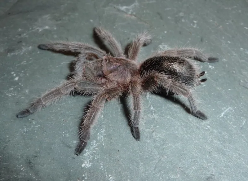 17736 porteri tarantula molting