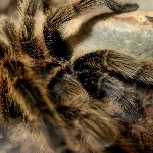 17736 porteri tarantula size comparison