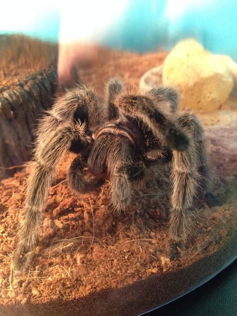 17740 tarantula venom