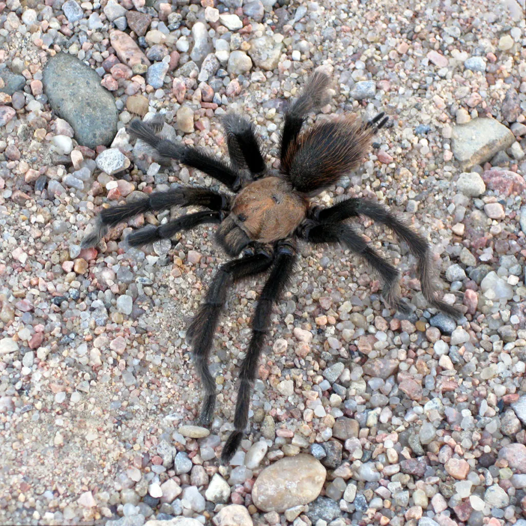 17743 south texas tarantula habitat