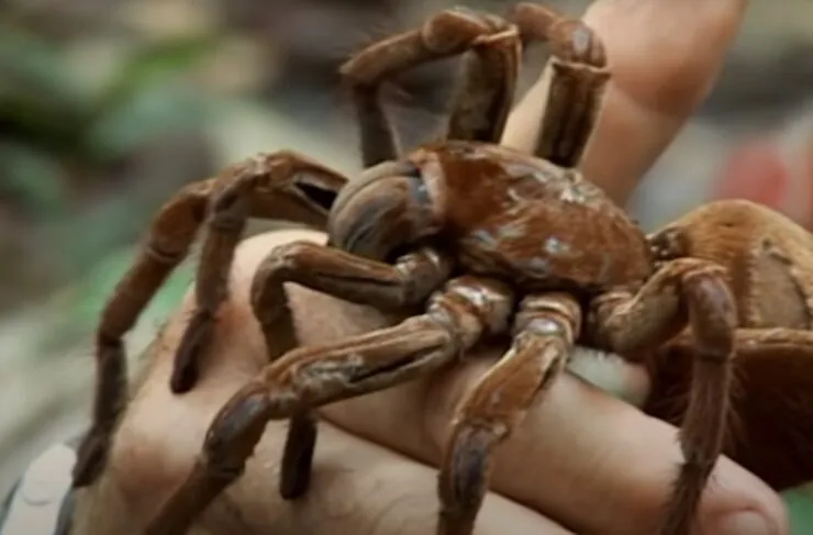17743 tarantula close up