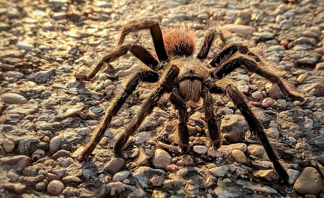 17743 tarantula feeding