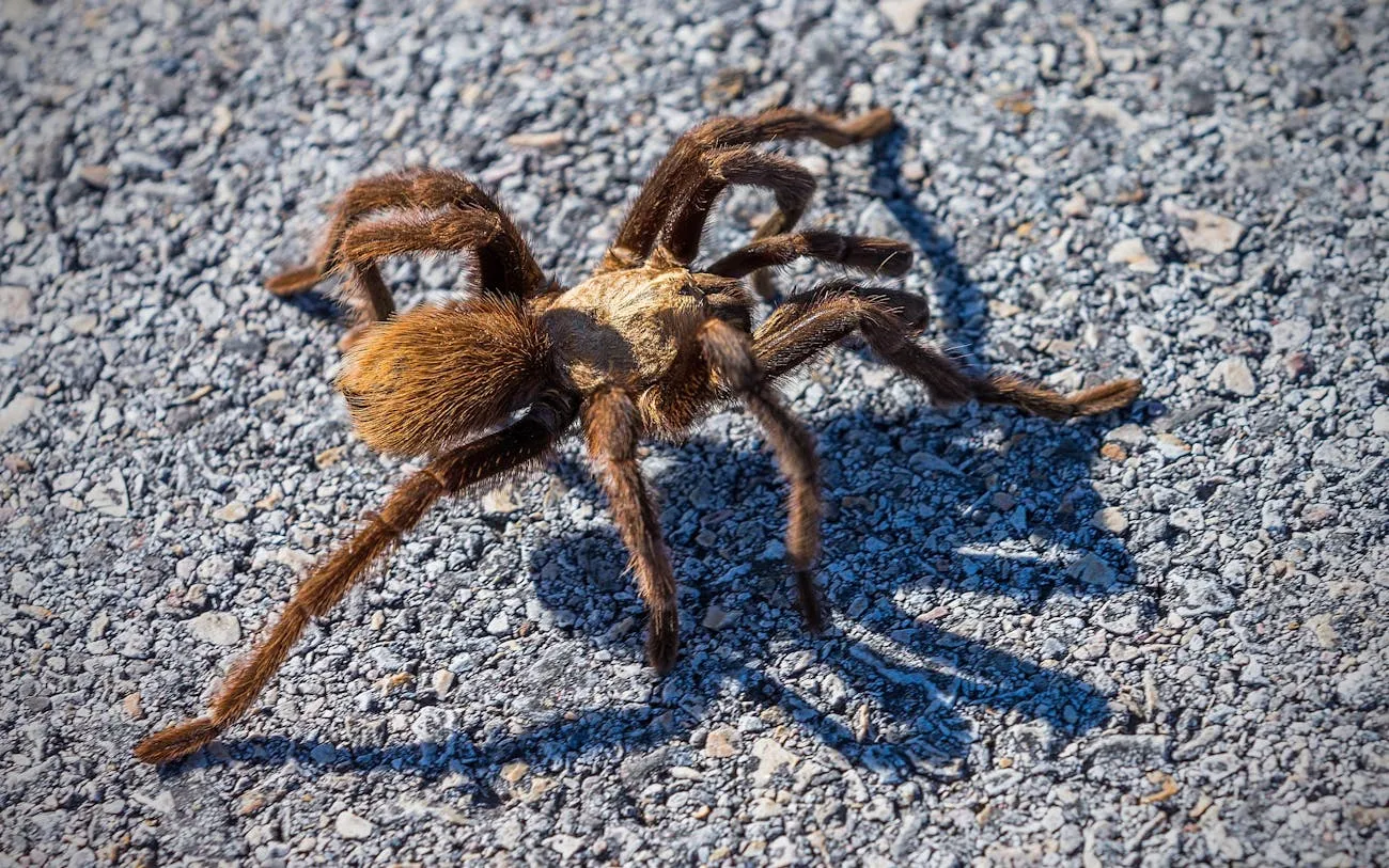 /img/17743-tarantula-identification.webp