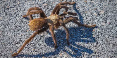 /img/17743-tarantula-identification.webp