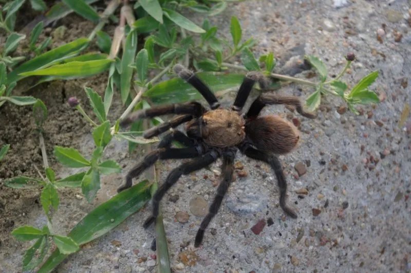 17743 tarantula predators