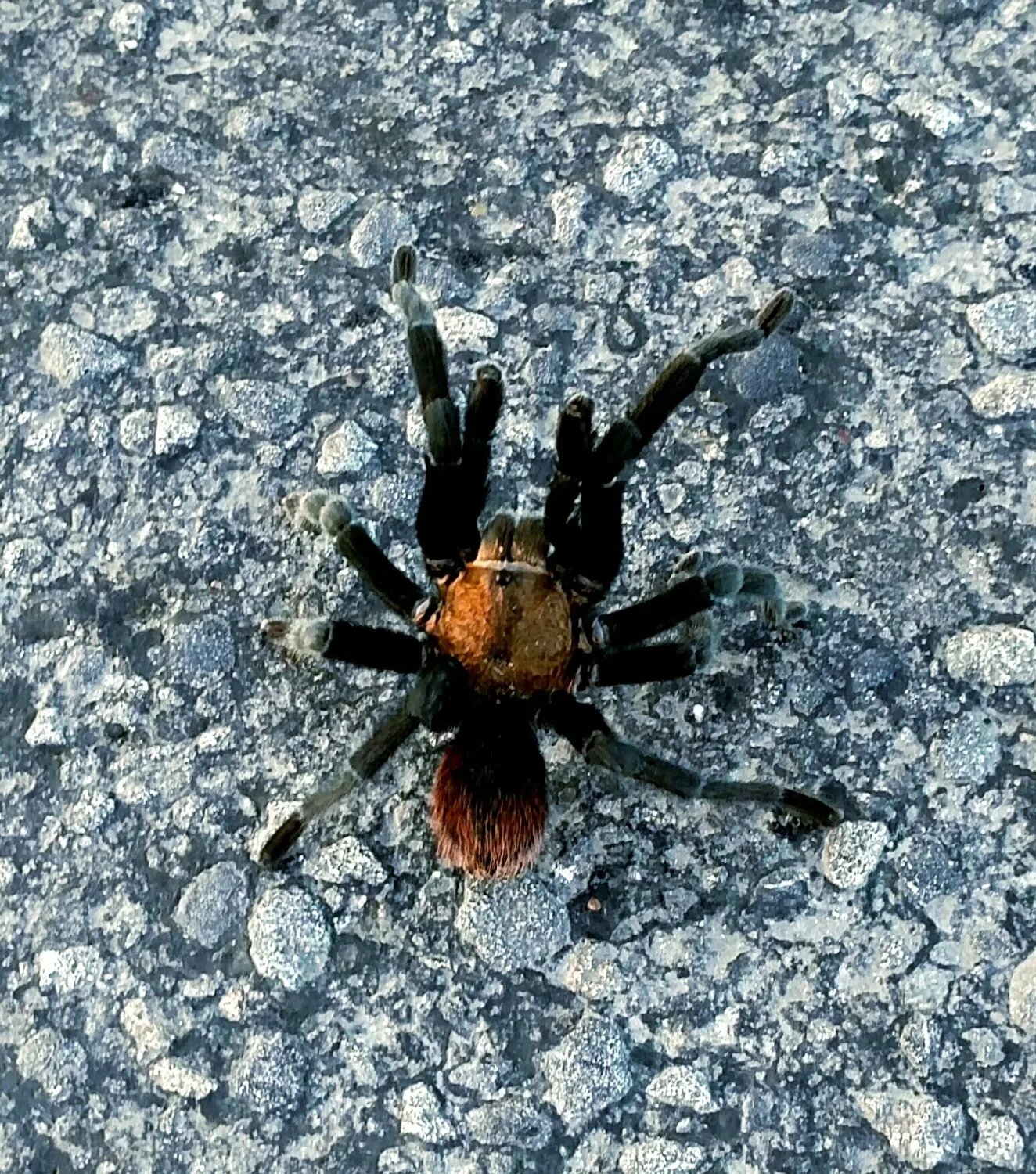 17743 texas tarantula mating