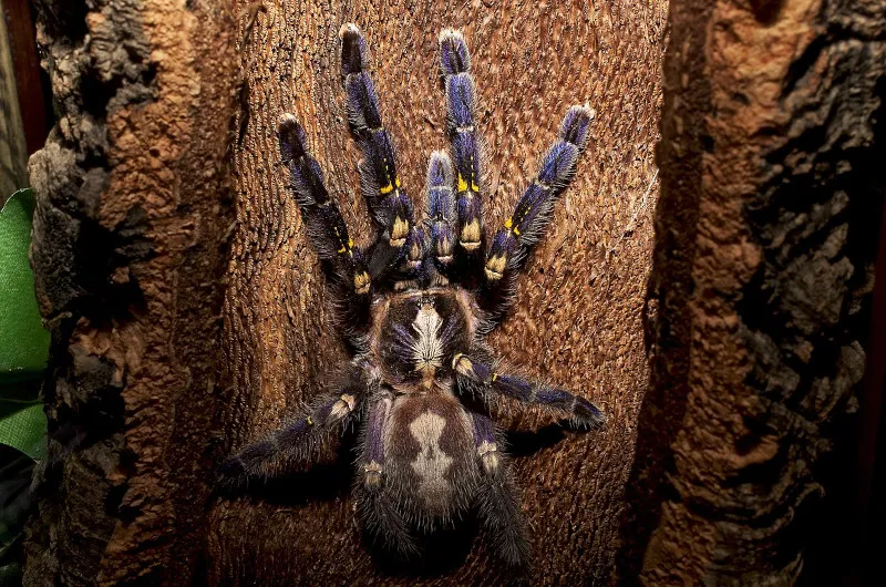 17744 gooty sapphire tarantula blue coloration