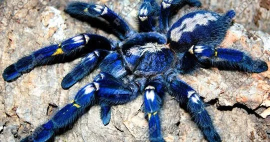/img/17744-gooty-sapphire-tarantula-conservation.webp