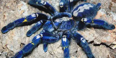/img/17744-gooty-sapphire-tarantula-conservation.webp