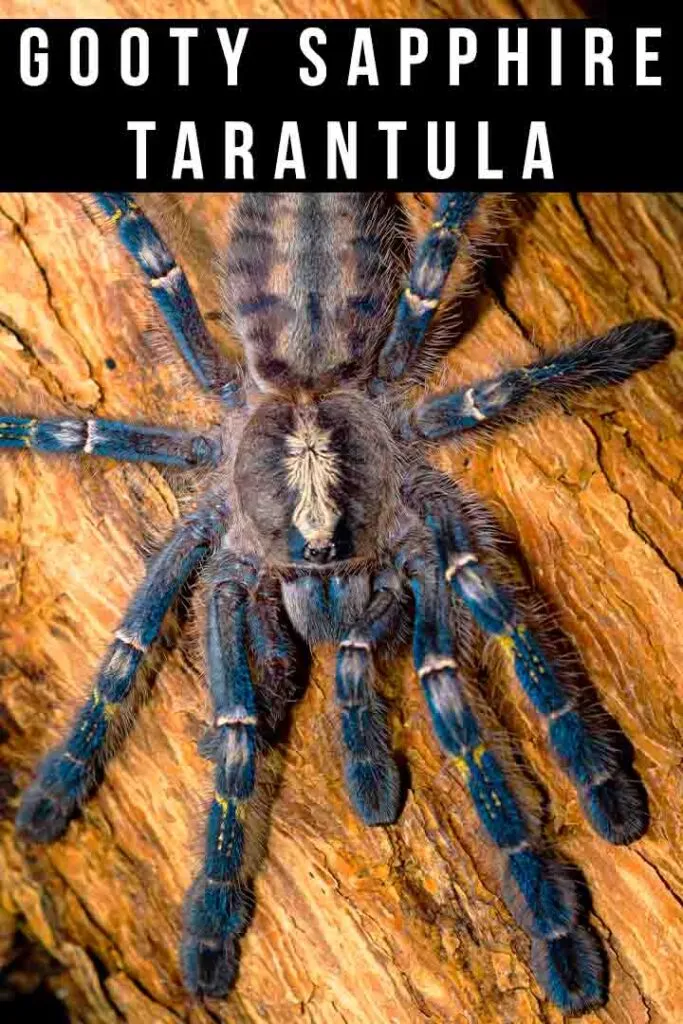 17744 gooty sapphire tarantula habitat