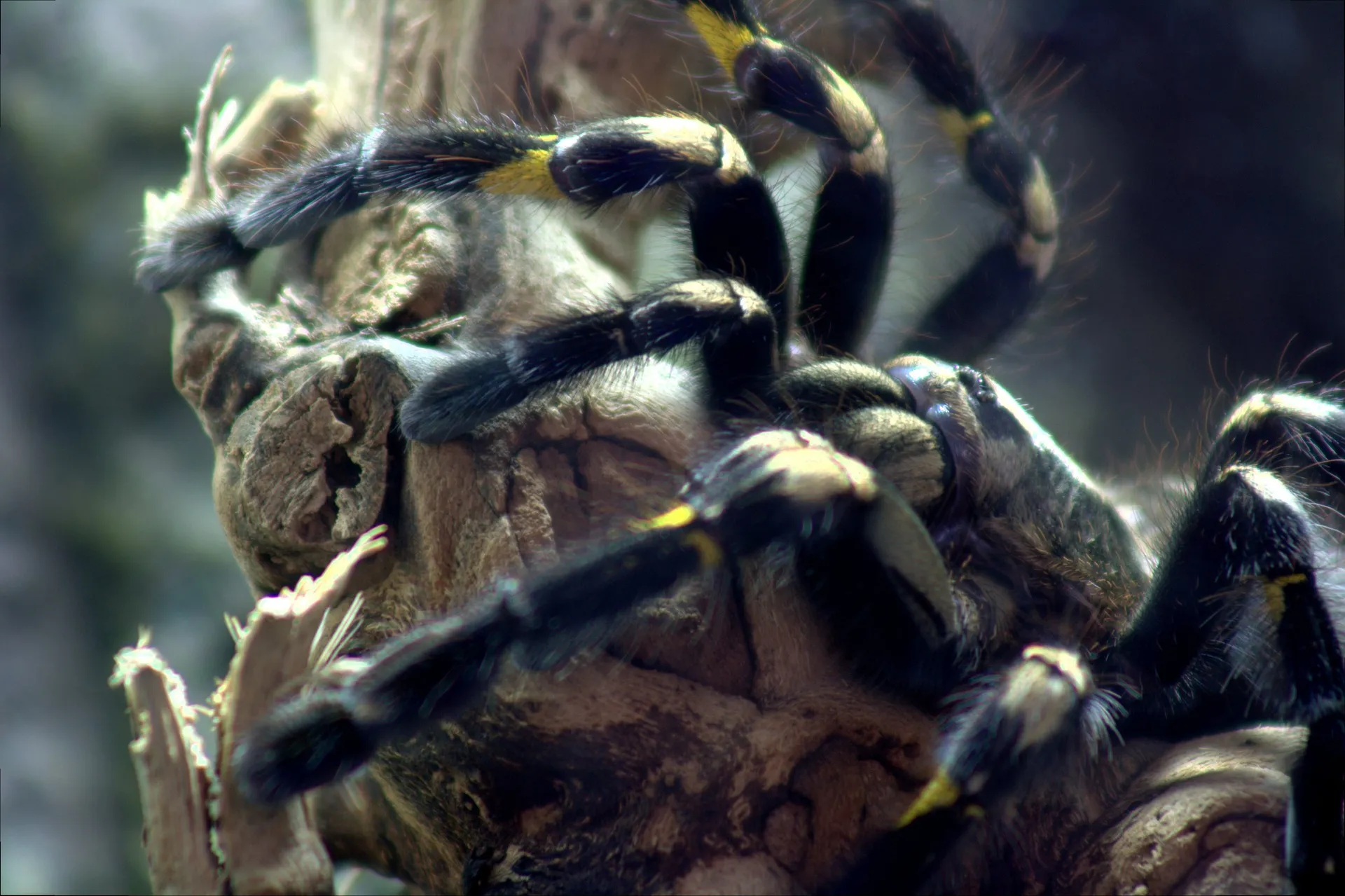 17744 gooty sapphire tarantula molting
