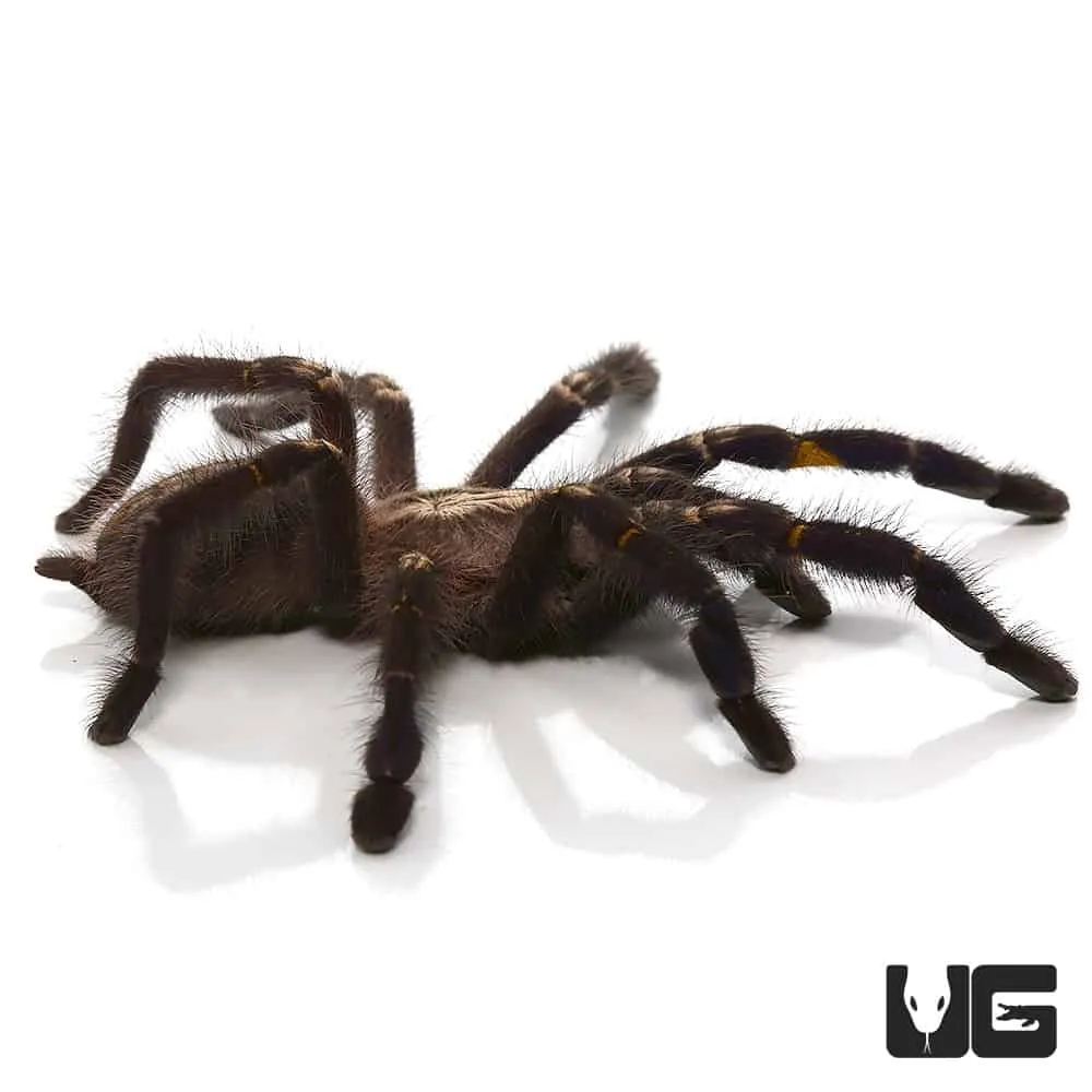 17744 gooty sapphire tarantula venom