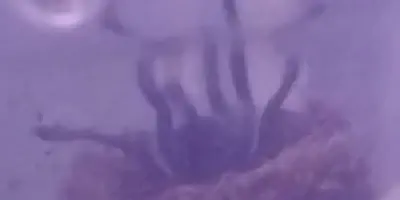/img/17745-psychedelicus-tarantula-handling.webp