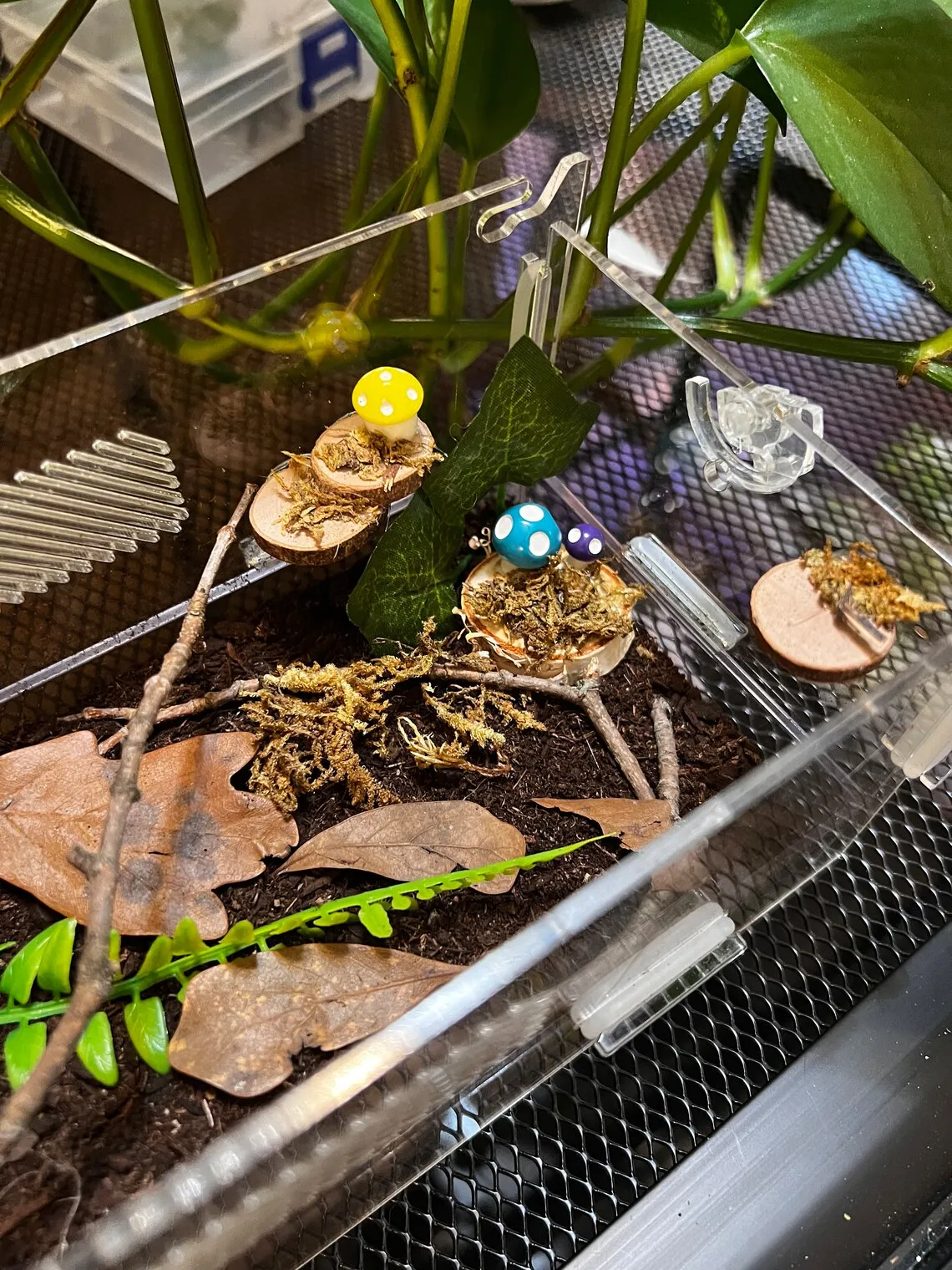 17747 arboreal tarantula
