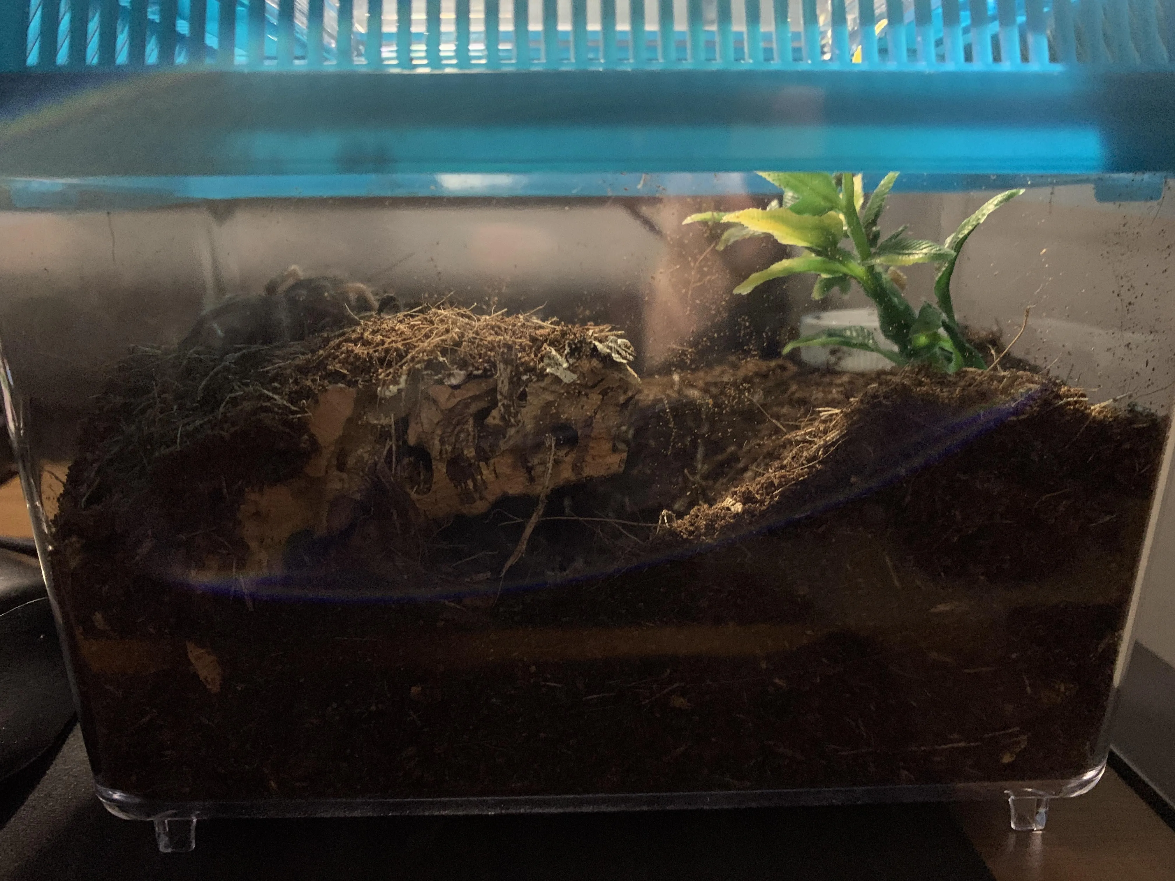 /img/17747-healthy-tarantula.webp