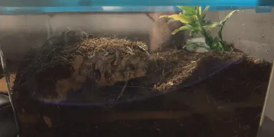 /img/17747-healthy-tarantula.webp