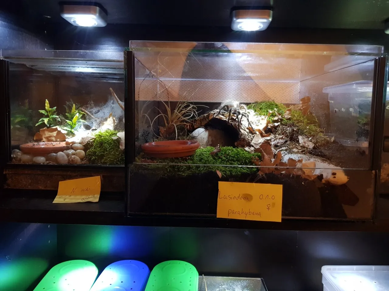 17747 tarantula hide