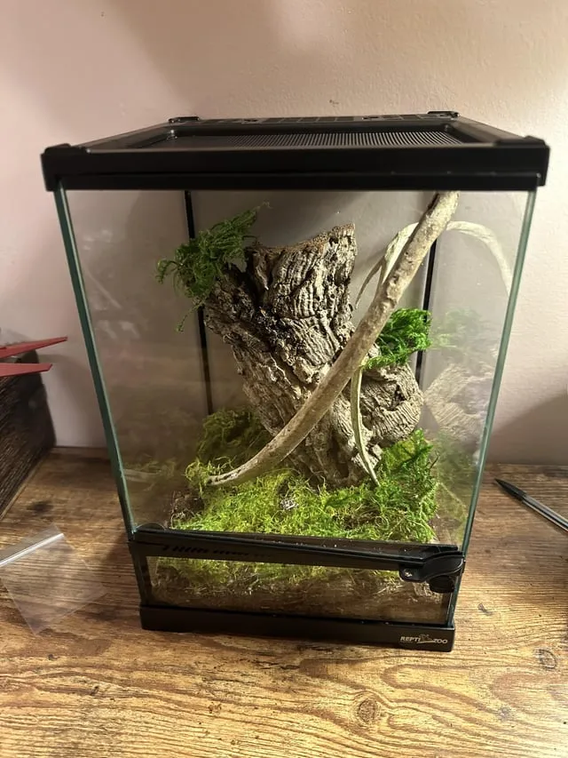 17747 tarantula substrate