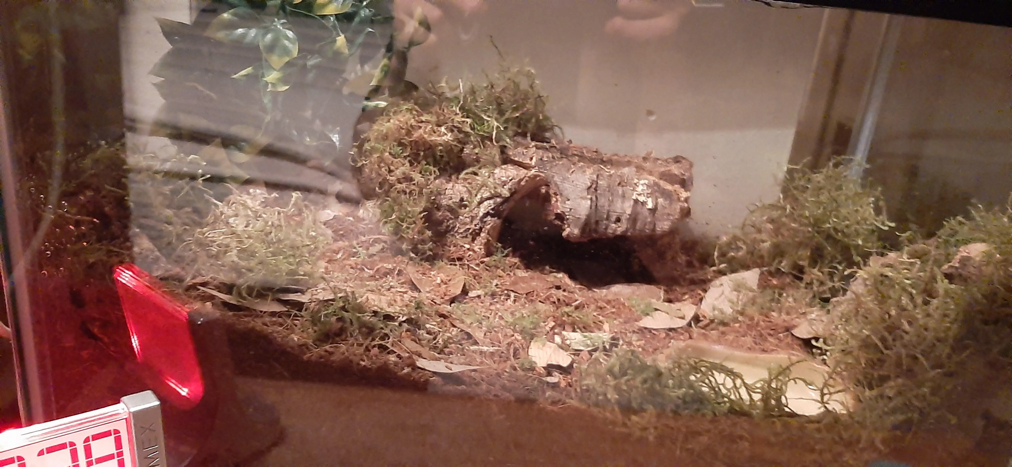 17747 tarantula ventilation