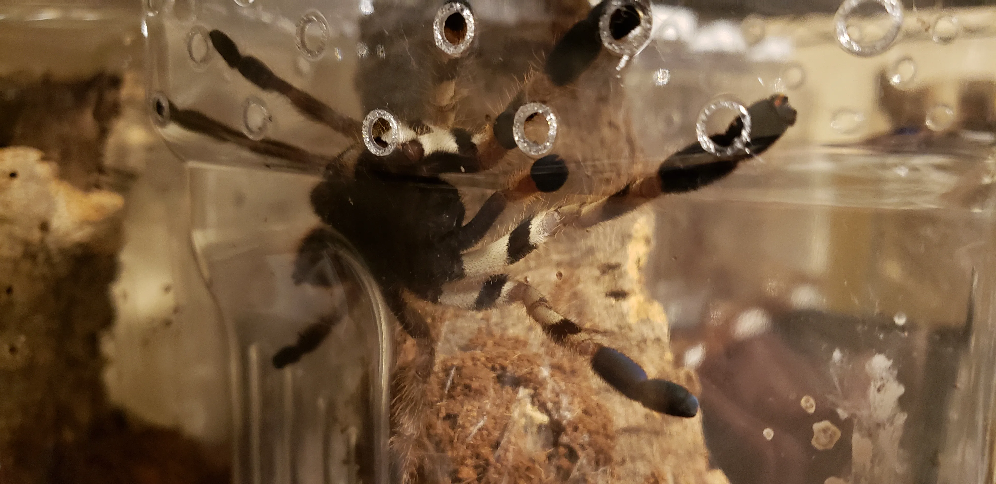 17748 healthy vittata tarantula