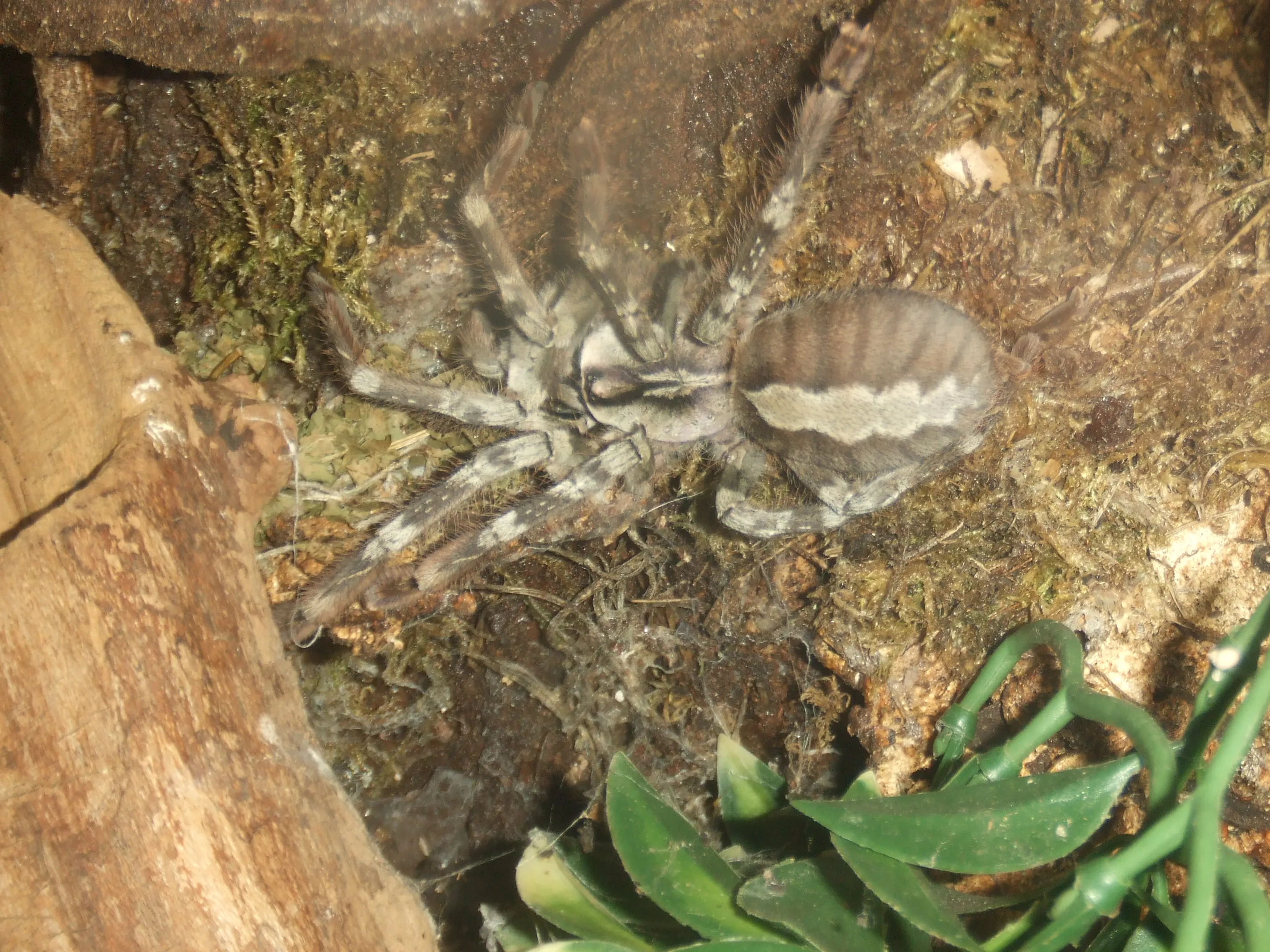 17748 vittata tarantula feeding