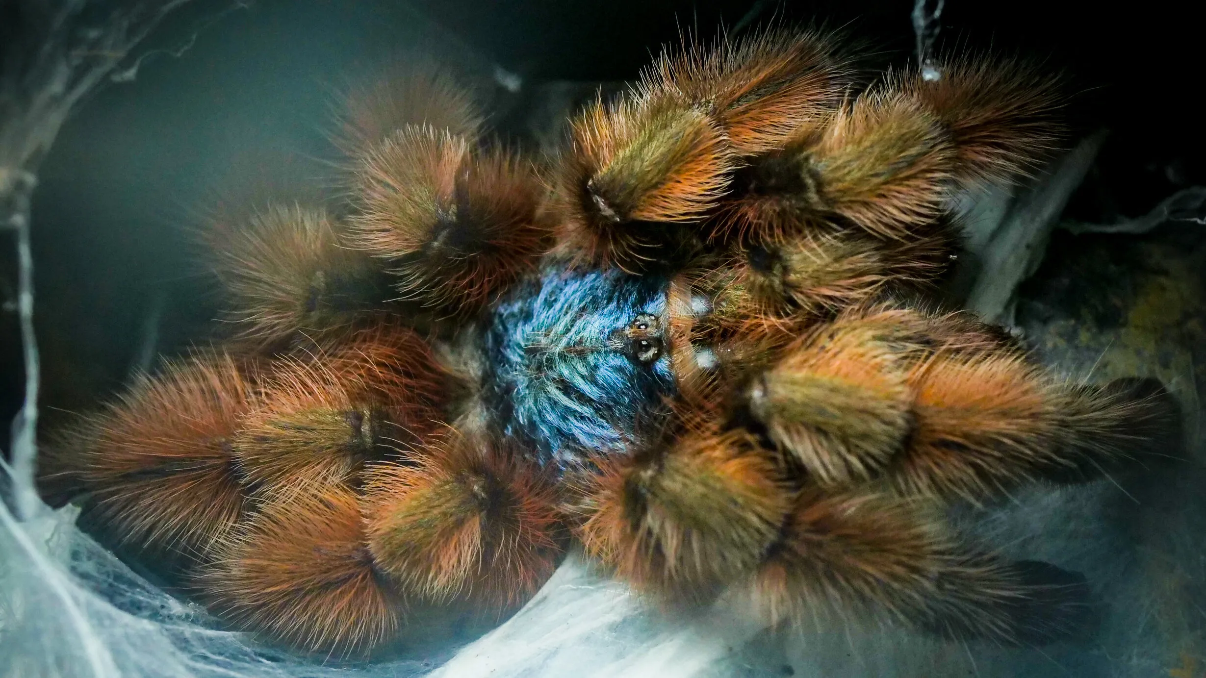 /img/17748-vittata-tarantula-health.webp