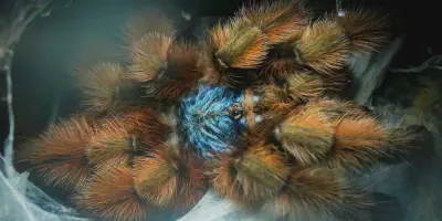 /img/17748-vittata-tarantula-health.webp