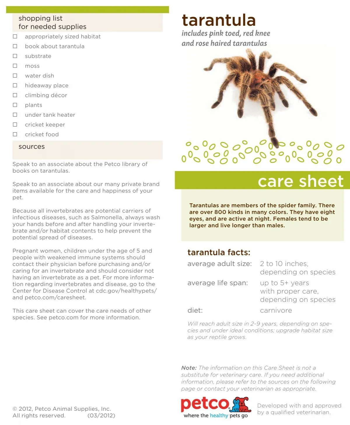 17748 vittata tarantula molting