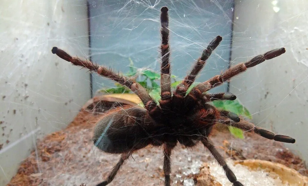 17750 pink toe mating