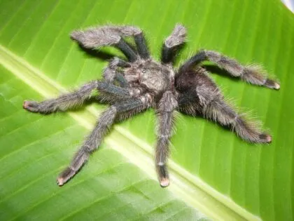 /img/17750-pink-toe-tarantula-enclosure.webp