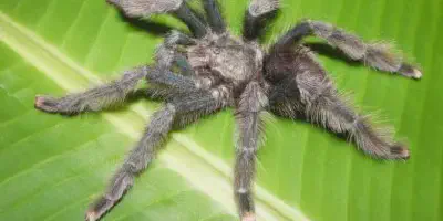 /img/17750-pink-toe-tarantula-enclosure.webp