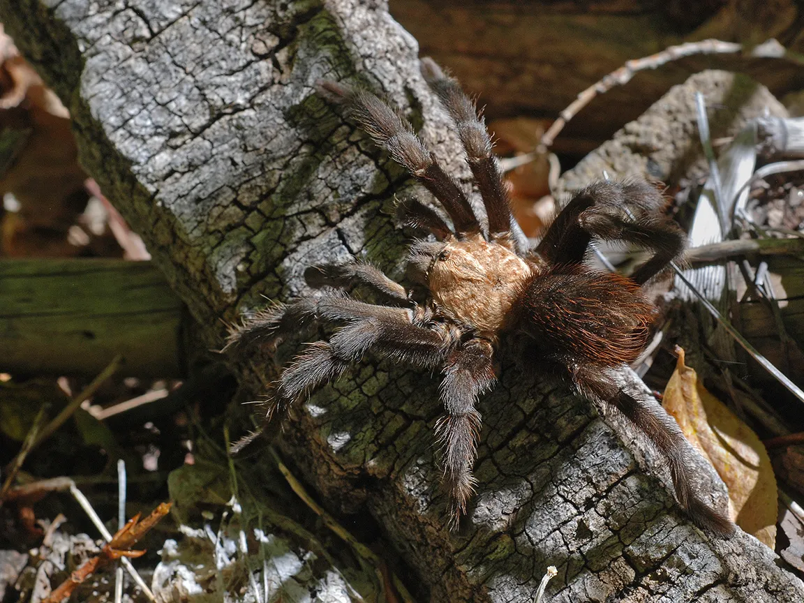 /img/17753-tarantula-ant-identification.webp