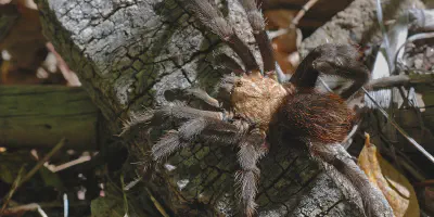 /img/17753-tarantula-ant-identification.webp