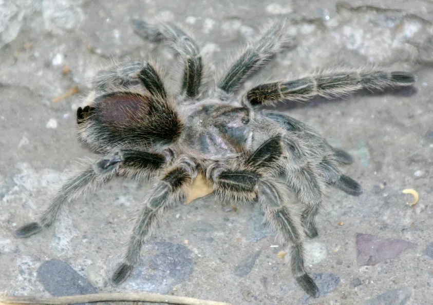 17753 tarantula ant overview