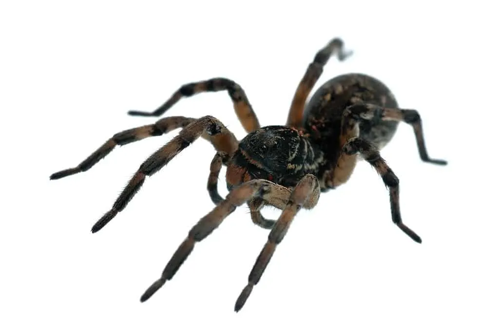 17753 tarantula ant size